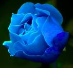 Blue-Rose's Avatar