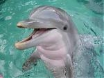 Dolphin 7's Avatar