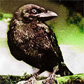 Lonely Raven's Avatar