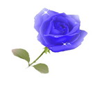 Blue Rose's Avatar