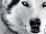 iman-wolf's Avatar