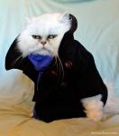 sherlock221b's Avatar