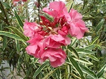 مهدی منتظری's Avatar