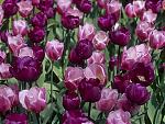 tulip0's Avatar