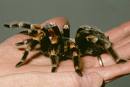 wolf_spider's Avatar