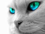 mohammad6687's Avatar