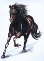 black horse's Avatar