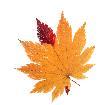 mohsen_121200's Avatar