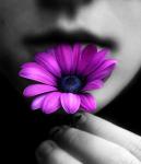 Pink Royal's Avatar