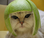 elshan_alavi's Avatar