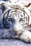 بطلمیوس's Avatar