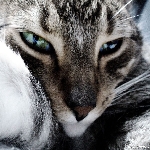 m.phonix's Avatar