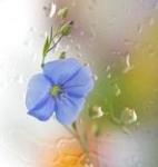 seyed_pharhad's Avatar