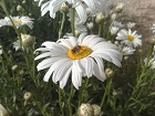 mloves's Avatar
