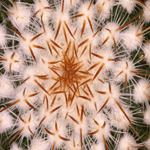 .cactus's Avatar