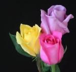 سیا.شیفته's Avatar