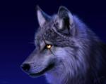 wolf.88xx's Avatar